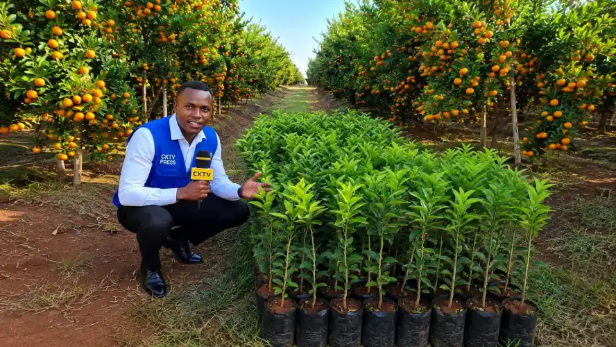 A reporter from CKTV Press squats in an orange orchard, gesturing toward rows of young citrus saplings while holding a microphone.