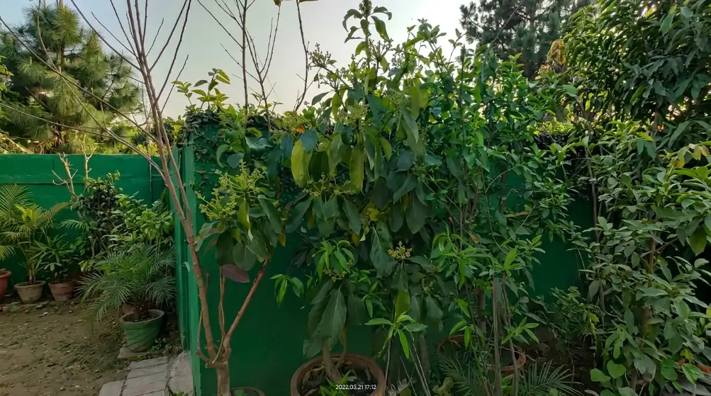 20 Best Vegetables and Dwarf Fruits to Grow in Sacks in Kenya 2026 12 Lush green plants and small trees in pots are arranged in front of a vibrant green wall in a garden.