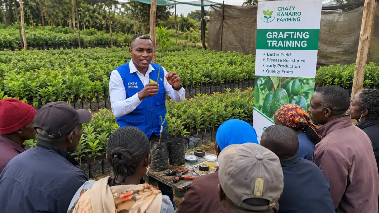 A professional Kenyan grafting consultant conducting a training session for a group of farmers in a nursery