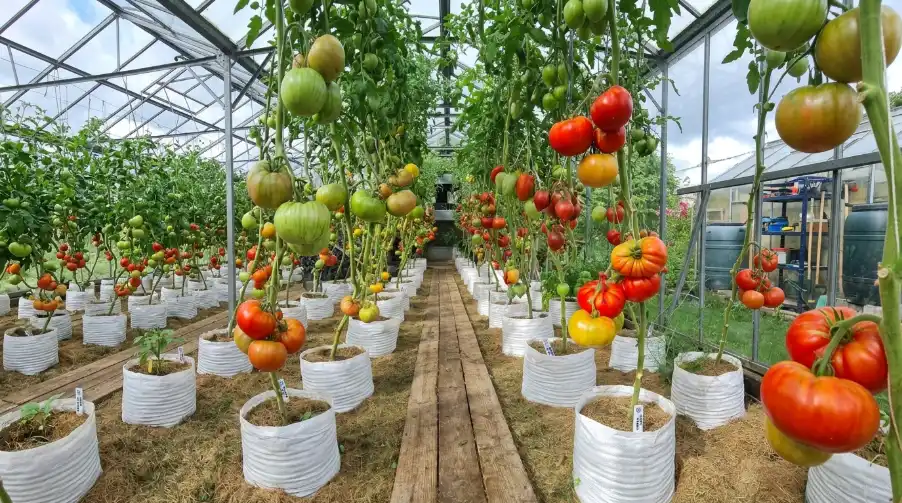 20 Best Vegetables and Dwarf Fruits to Grow in Sacks in Kenya 2026 6 Rows of ripening tomato plants grow in white fabric bags along a wooden walkway inside a sunny glass greenhouse.