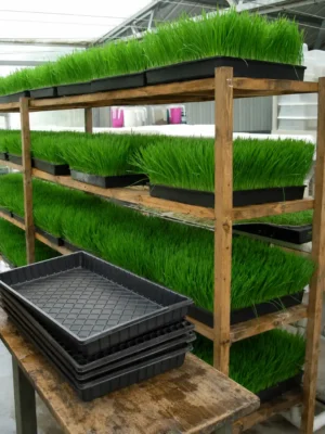 Heavy-duty hydroponic fodder trays for growing barley and wheat fodder in Kenya