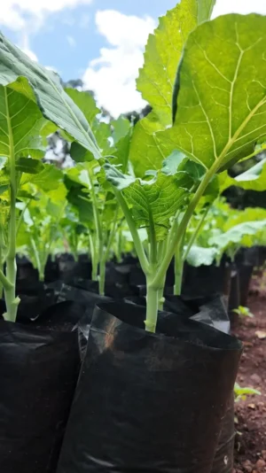 Black Seedling & Planting Bags in Kenya | Nursery Grow Bags