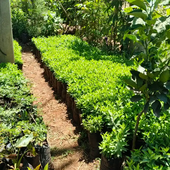 Kayaba (Kei Apple) Seedlings for Live Fencing in Kenya 3 Kayaba (Kei Apple) Seedlings for Live Fencing in Kenya - Image 3