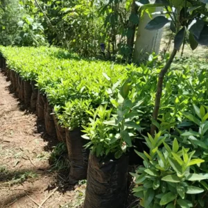 Kayaba (Kei Apple) Seedlings for Live Fencing in Kenya