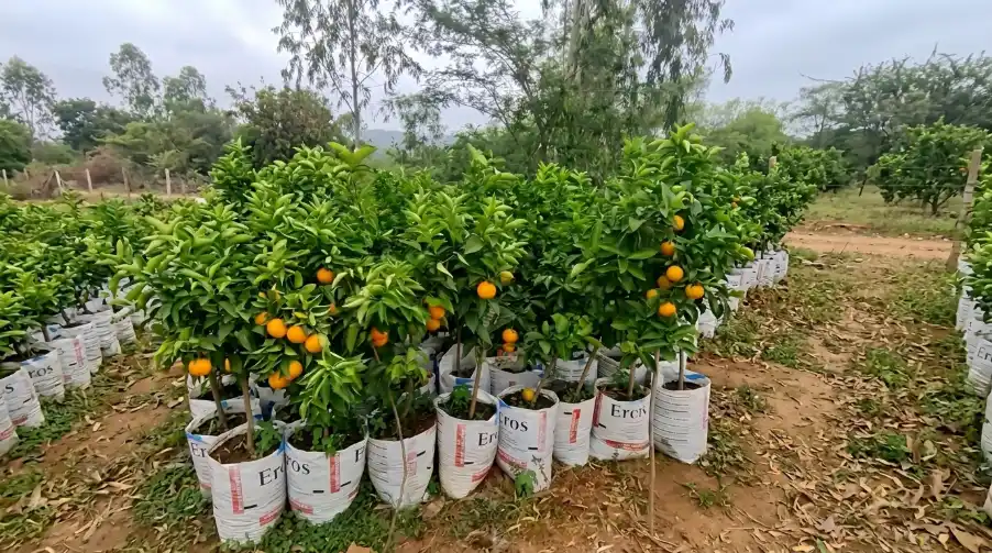 20 Best Vegetables and Dwarf Fruits to Grow in Sacks in Kenya 2026 2 Rows of young citrus trees with ripening orange fruit grow in white planter bags in an outdoor nursery.