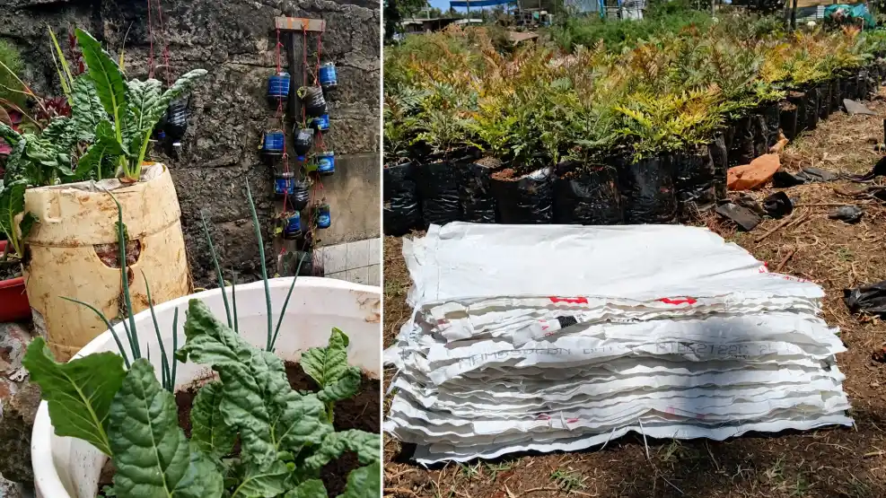 20 Best Vegetables and Dwarf Fruits to Grow in Sacks in Kenya 2026 3 A collage showing a variety of leafy vegetables growing in repurposed containers such as buckets and hanging bottles, alongside a stack of white bags and small plants in nursery pots.