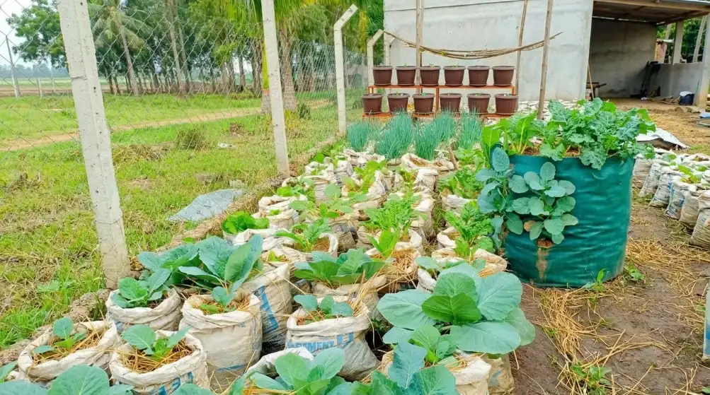 20 Best Vegetables and Dwarf Fruits to Grow in Sacks in Kenya 2026 5 A variety of leafy green vegetables grow in white sacks and a large green vertical planter in a garden setting.