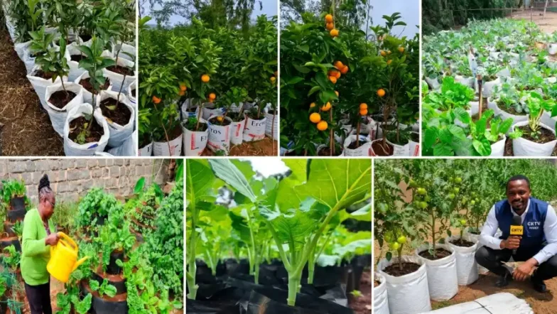 20 Best Vegetables and Dwarf Fruits to Grow in Sacks in Kenya 2026