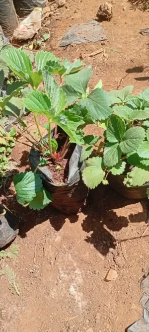 Giant Grape Seedlings for Sale in Kenya