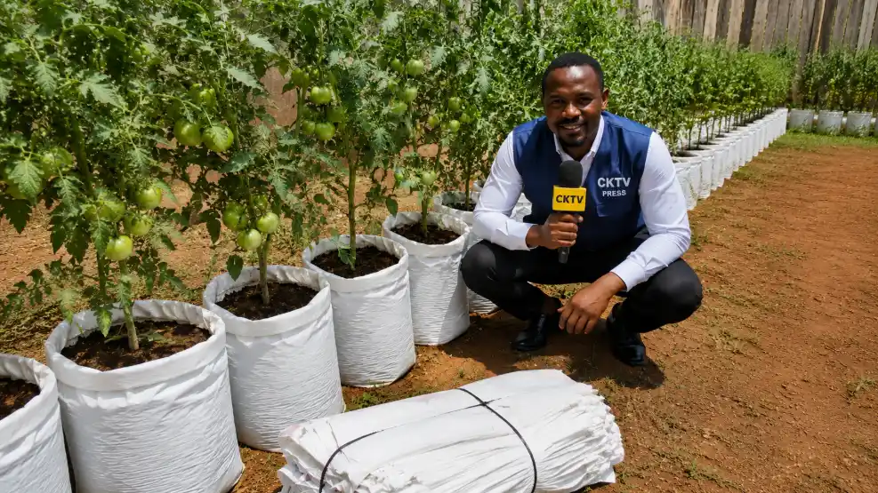 5 Best Space-Saving Grow Bags in Kenya: Types, Prices, Uses & Where to Buy 4 A CKTV Press reporter kneels in a garden next to tomato plants growing in white sacks, holding a microphone.