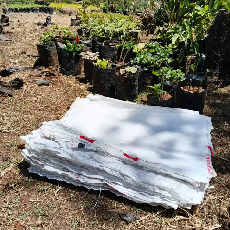 20 Best Vegetables and Dwarf Fruits to Grow in Sacks in Kenya 2026 13 Where to Buy High-Quality Grow Bags and Seedlings in Kenya