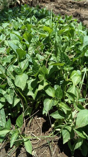 California Wonder Capsicum Seedlings for Sale Kenya