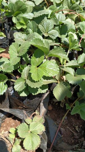 Giant Strawberry Seedling in Kenya