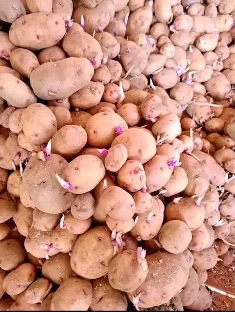 Shangi Potato Seed