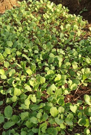 Thousand Headed Sukuma Seedlings for Sale in Kenya