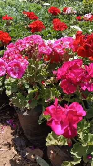 carnation-ground-cover-seedlings-kenya