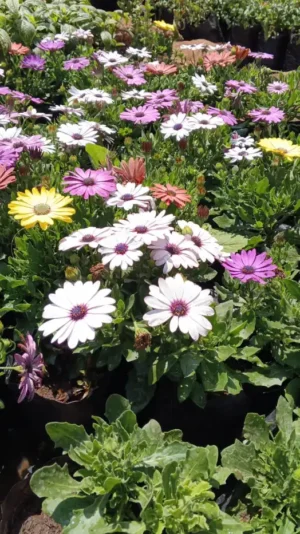 Colourful African Daisy flower seedlings for sale in Kenya