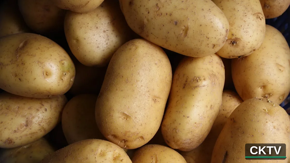 healthy sprouted certified seed potatoes