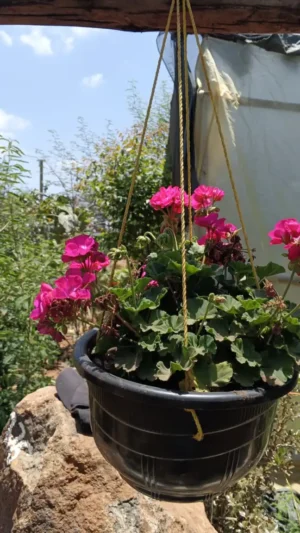 Home 109 Hanging Geranium Flowers for Sale in Kenya