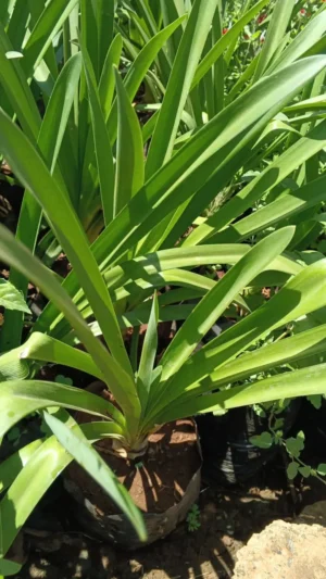 Healthy African Lily Agapanthus seedlings for sale in Kenya