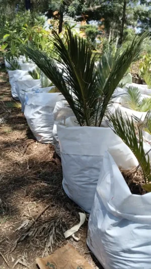Healthy Cycad ornamental seedlings for sale in Kenya