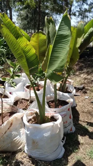 Healthy Traveller’s Palm seedlings for sale in Kenya