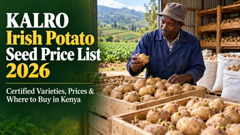 KALRO Irish Potato Seed Price List 2026: Certified Varieties, Prices & Where to Buy in Kenya