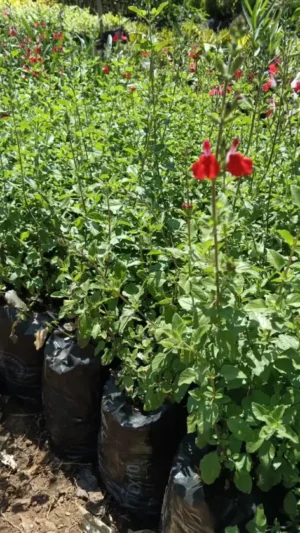 Red Lipstick Salvia flower seedlings for sale in Kenya