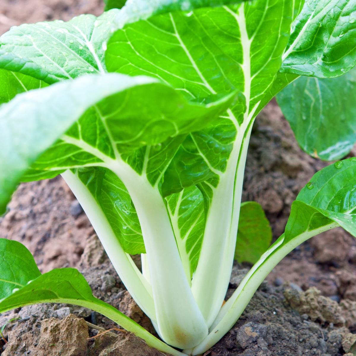 Chinese Cabbage Pak Choi