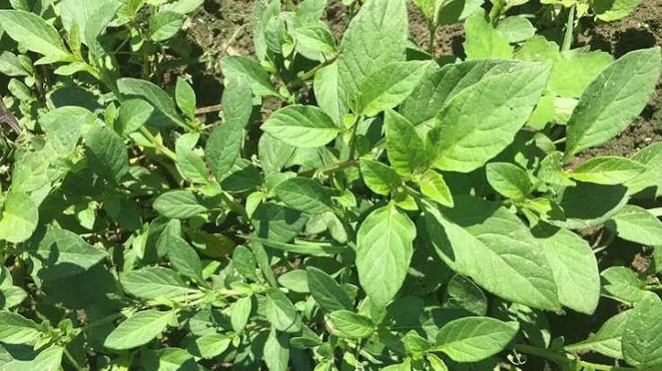 Managu (African Nightshade)