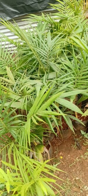 Palm Tree Seedlings for Sale in Kenya