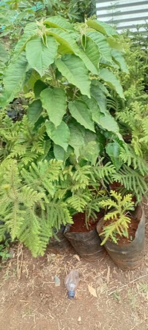 Soft Alkeria Palm Seedlings for Sale in Kenya