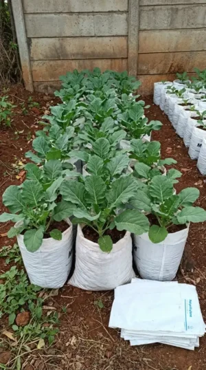 grow bags