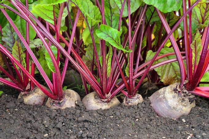 beetroot farming