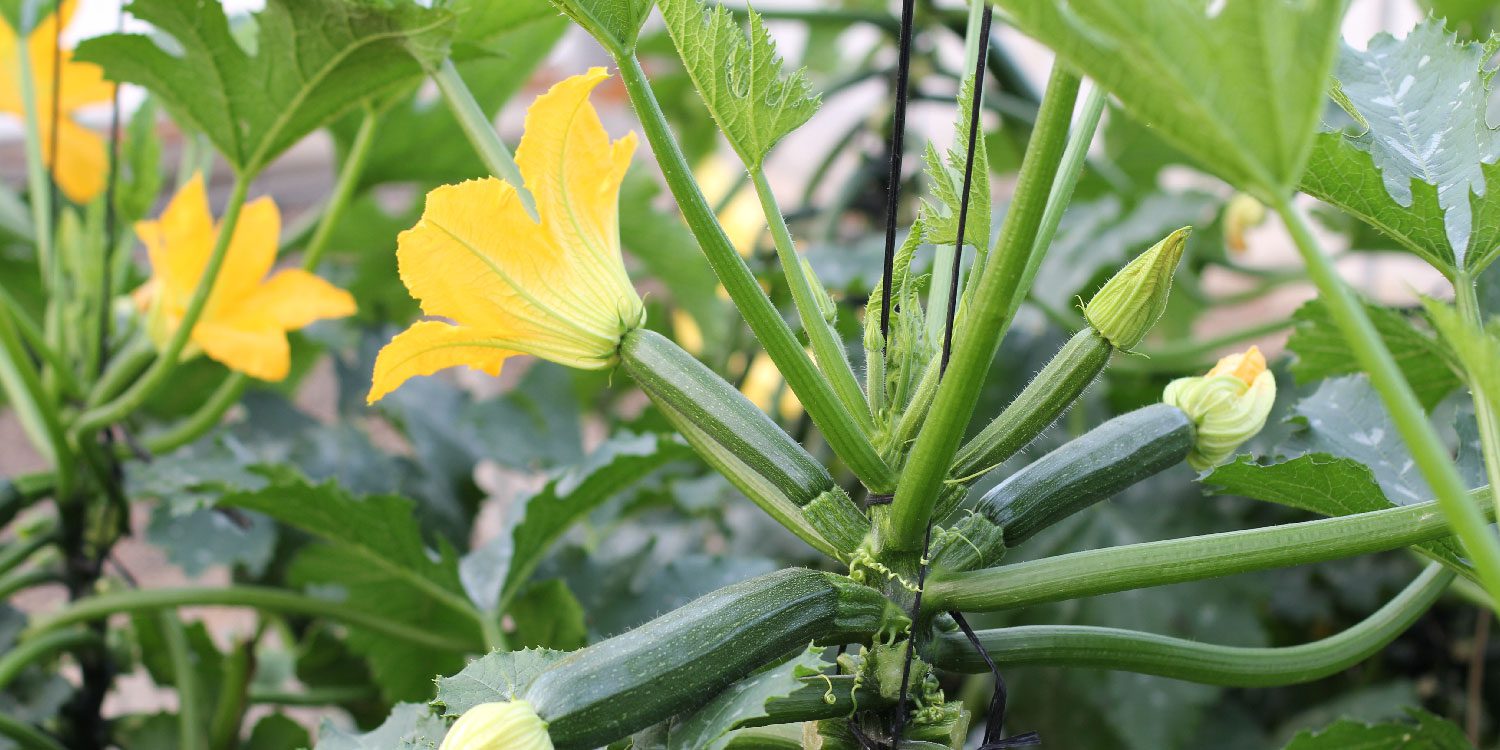 courgette us