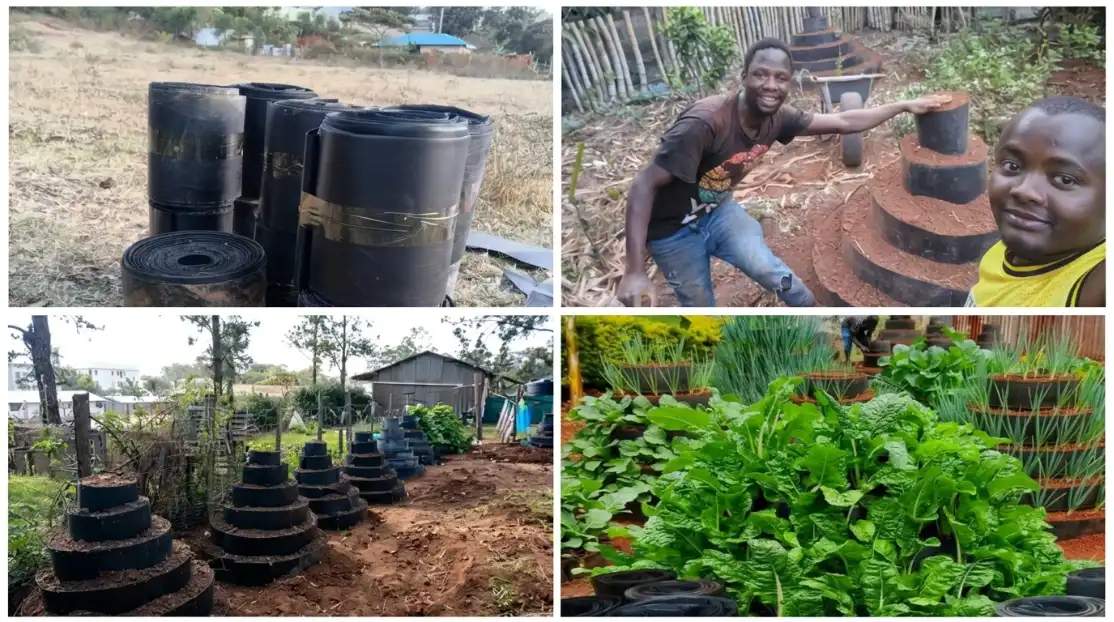 Vertical Gardening in Kenya: Setup Costs, Best Crops and Profits in 2027