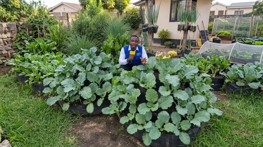 A man in a blue vest sits amongst large multi storey towers filled with lush green leafy vegetables in a residential backyard garden.