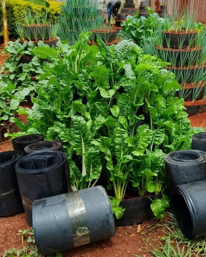 Vibrant green leafy vegetables grow densely from a multi storey towers in an outdoor tiered garden system.