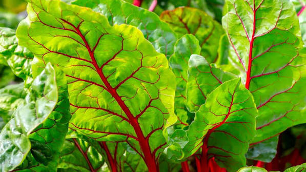 swiss chard