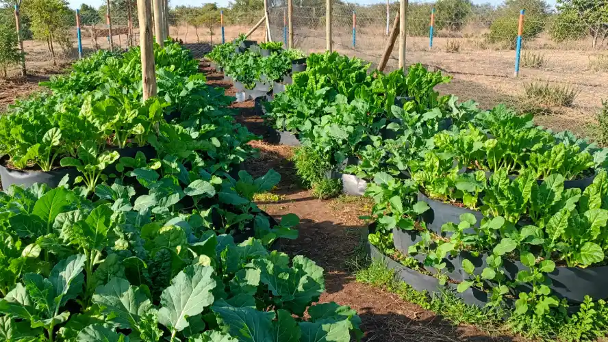 Rows of vibrant green leafy vegetables grow in multi storey vertical garden towers, fenced-in garden.