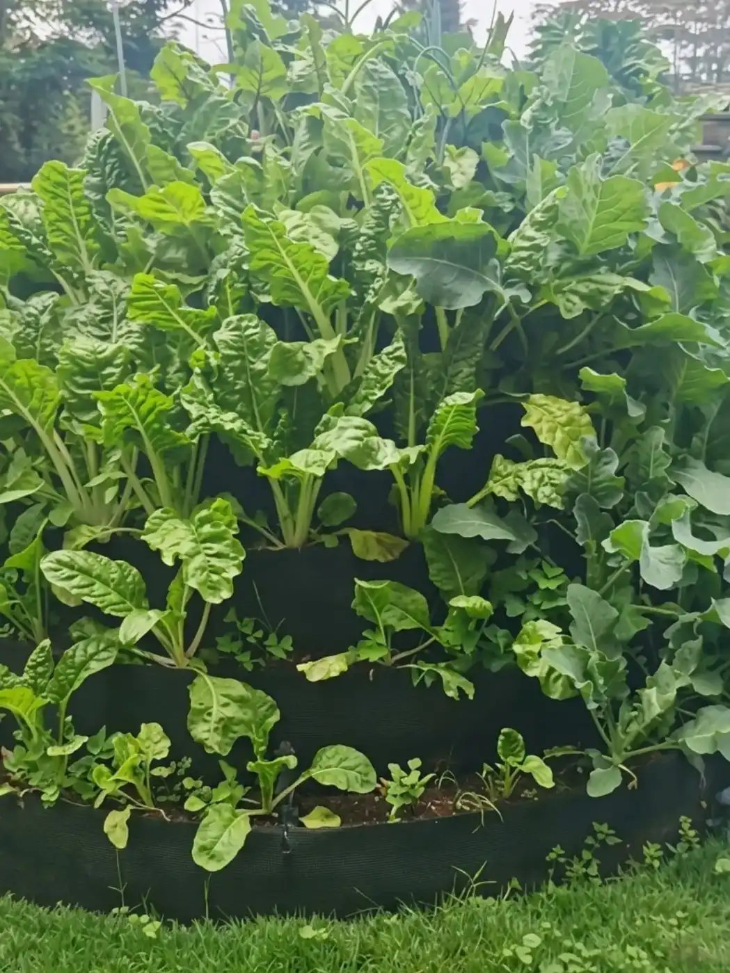 A lush vertical garden overflowing with vibrant green leafy vegetables like Swiss chard, planted in a multi storey tower outdoors.